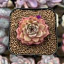Echeveria Hybrid sp. 1"-2" Seed-Grown Unique Individual Succulent Plant Cutting