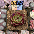 Echeveria 'Koimachi Bud' 2" ('Rhapsody' x 'Roselli' Hybrid) Mam&Sister Farm Original Japanese Hybrid Succulent Plant