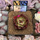 Echeveria 'Koimachi Bud' 2" ('Rhapsody' x 'Roselli' Hybrid) Mam&Sister Farm Original Japanese Hybrid Succulent Plant