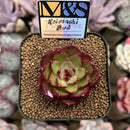 Echeveria 'Koimachi Bud' 2" ('Rhapsody' x 'Roselli' Hybrid) Mam&Sister Farm Original Japanese Hybrid Succulent Plant