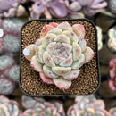 Echeveria 'Ice Soul' 2" Succulent Plant Cutting