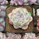 Echeveria 'Ice Soul' 2" Succulent Plant Cutting