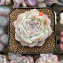 Echeveria 'Ice Soul' 2" Succulent Plant Cutting