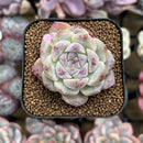 Echeveria 'Ice Soul' 2" Succulent Plant Cutting