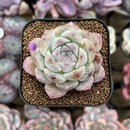 Echeveria 'Ice Soul' 2" Succulent Plant Cutting