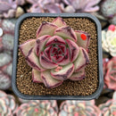 Echeveria Agavoides 'Haiku' 2"-3" Succulent Plant Cutting