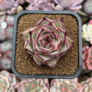 Echeveria Agavoides 'Haiku' 2"-3" Succulent Plant Cutting