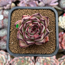 Echeveria Agavoides 'Haiku' 2"-3" Succulent Plant Cutting