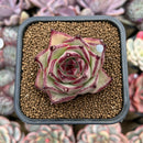Echeveria Agavoides 'Haiku' 2"-3" Succulent Plant Cutting