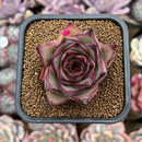 Echeveria Agavoides 'Haiku' 2"-3" Succulent Plant Cutting