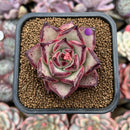 Echeveria Agavoides 'Haiku' 2"-3" Succulent Plant Cutting