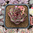 Echeveria Agavoides 'Haiku' 2"-3" Succulent Plant Cutting