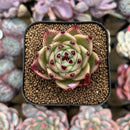 Echeveria 'Blue Dragon' Type A 1"-2" Succulent Plant Cutting