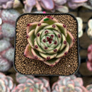 Echeveria 'Blue Dragon' Type A 1"-2" Succulent Plant Cutting