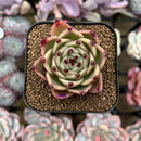 Echeveria 'Blue Dragon' Type A 1"-2" Succulent Plant Cutting
