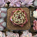 Echeveria 'Blue Dragon' Type A 1"-2" Succulent Plant Cutting