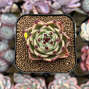 Echeveria 'Blue Dragon' Type A 1"-2" Succulent Plant Cutting