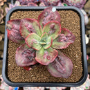 Echeveria 'Baron Bold' 2"-3" Succulent Plant Cutting