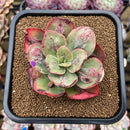 Echeveria 'Baron Bold' 2"-3" Succulent Plant Cutting