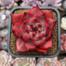 Echeveria Agavoides 'Amestro' 2" Succulent Plant Cutting