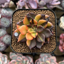 Echeveria 'Black Prince' Variegated 2" Succulent Plant Cutting