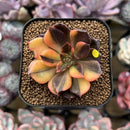 Echeveria 'Black Prince' Variegated 2" Succulent Plant Cutting
