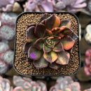 Echeveria 'Black Prince' Variegated 2" Succulent Plant Cutting
