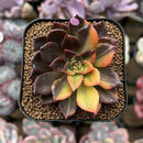 Echeveria 'Black Prince' Variegated 2" Succulent Plant Cutting