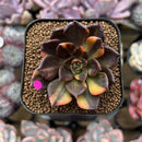 Echeveria 'Black Prince' Variegated 2" Succulent Plant Cutting