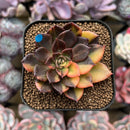 Echeveria 'Black Prince' Variegated 2" Succulent Plant Cutting