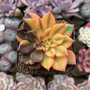 Echeveria 'Black Prince' Variegated 2" Succulent Plant Cutting