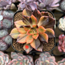 Echeveria 'Black Prince' Variegated 2" Succulent Plant Cutting