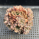 Echeveria 'Wine Peach' Lightly Variegated 3"-4" Cluster Succulent Plant