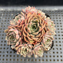 Echeveria 'Wine Peach' Lightly Variegated 3"-4" Cluster Succulent Plant
