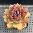 Echeveria 'Black Queen' Hybrid 3"-4" Seed-Grown Succulent Plant