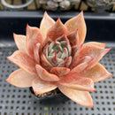Echeveria sp. 3"-4" Succulent Plant
