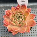 Echeveria 'Elizabeth' 2" Succulent Plant