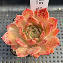 Echeveria 'Elizabeth' 2" Succulent Plant