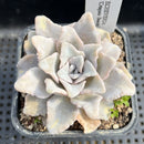 Echeveria 'Crispate Beauty' Original Form 2"-3" Succulent Plant