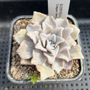 Echeveria 'Crispate Beauty' Original Form 2"-3" Succulent Plant