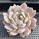 Echeveria 'Hosikage' 2"-3" Succulent Plant