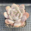 Echeveria 'Hosikage' 2"-3" Succulent Plant