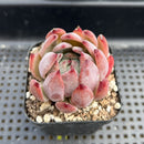 Echeveria Colorata Hybrid 2" Succulent Plant