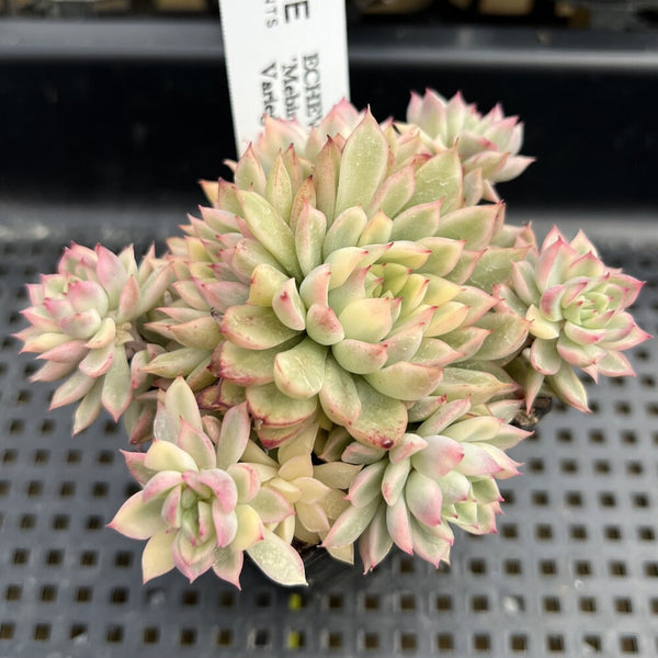 Echeveria 'Mebina' Variegated 3" Cluster Succulent Plant