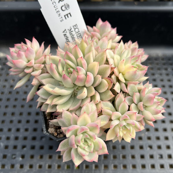 Echeveria 'Mebina' Variegated 3" Cluster Succulent Plant