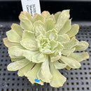 Echeveria 'Shaviana' Caunculated 2" Succulent Plant