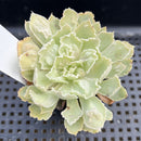 Echeveria 'Shaviana' Caunculated 2" Succulent Plant