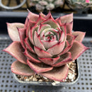 Echeveria Agavoides sp. 3"-4" Succulent Plant