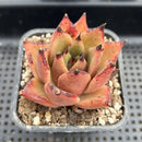 Echeveria Agavoides sp. 2" Succulent Plant Cutting