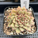 Echeveria 'Tesla' 2"-3" Succulent Plant